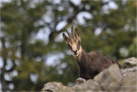 <p>KAMZÍK HORSKÝ (Rupicapra rupicapra) Lužické hory, Studenec ---- /Chamois - Gämse/</p>